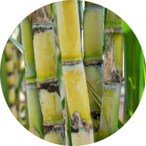 sugarcane-shutterstock-two-column.jpg.thumb.768.768-modified