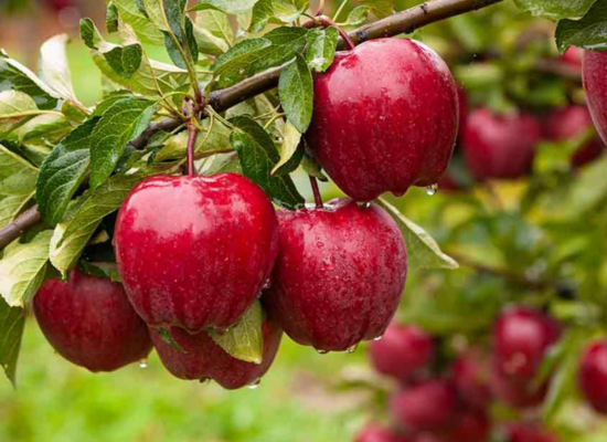 apple-agrimore apple-agrimore