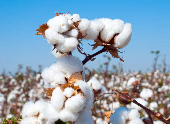 cotton-agrimore cotton-agrimore