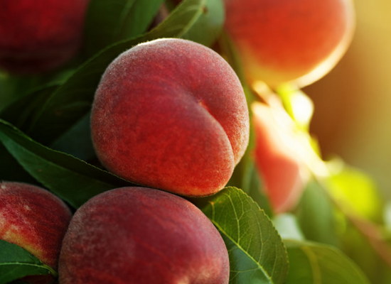 peach-agrimore peach-agrimore