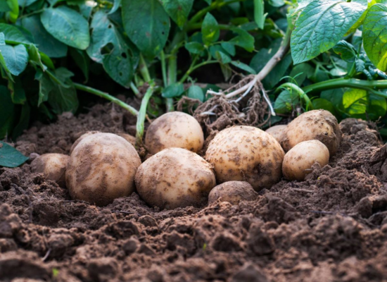 potato-agrimore potato-agrimore