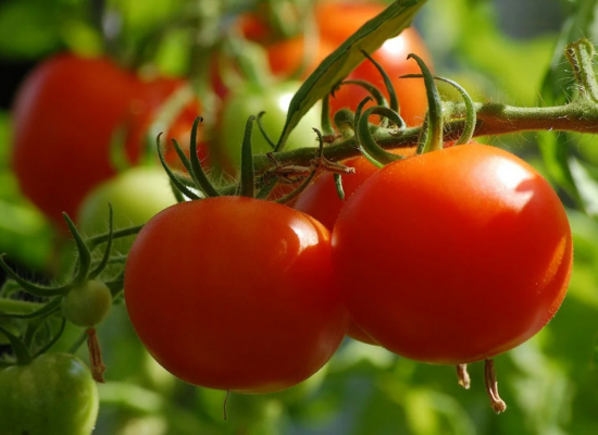 tomato-agrimore tomato-agrimore