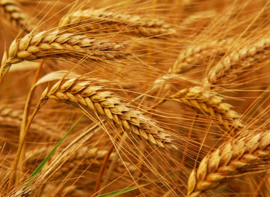 wheat-agrimore wheat-agrimore